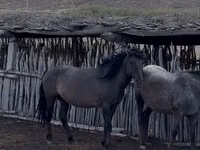 اسب نر, Mugalzhar horse — عکس 4