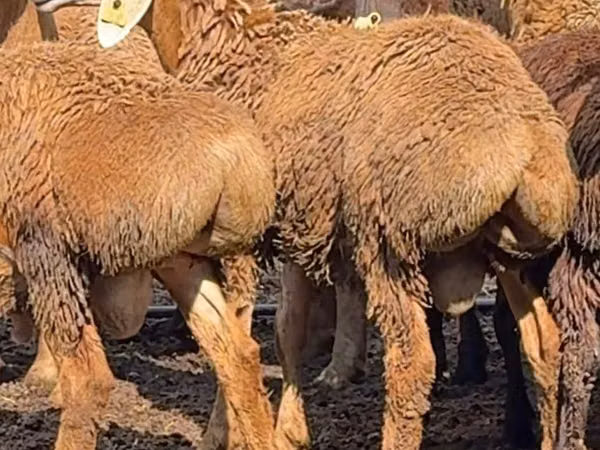 Ram, Sheep