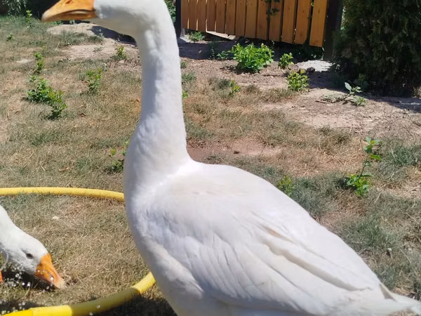 Geese — Kârgâzstan