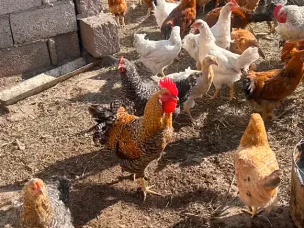Chickens — Armenia