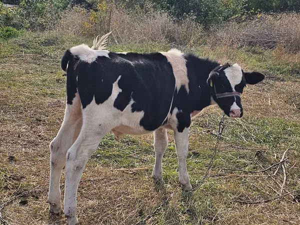 雄牛, Russian Black pied cattle