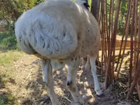 Ram, Blackheaded Persian sheep — photo 7