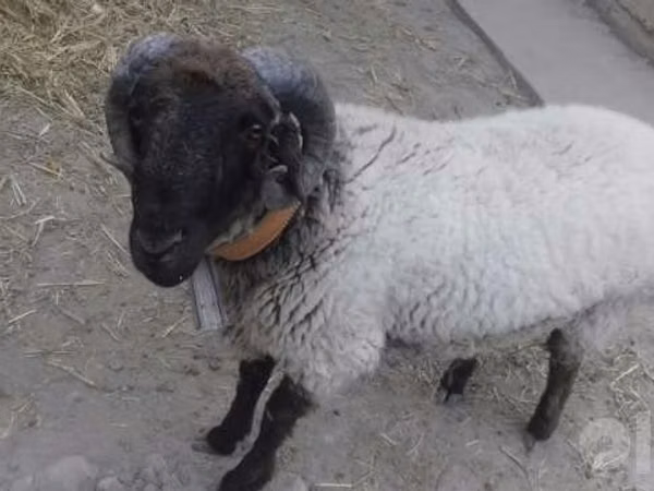 Kambing jantan, Suffolk sheep