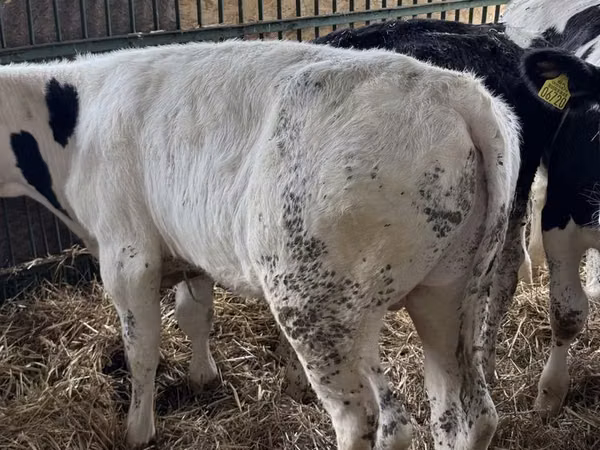 सांड, Russian Black pied cattle