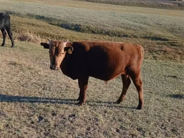 Bull, Cattle — Kazakhstan