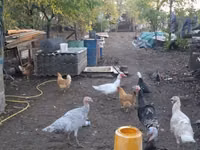 Turkeys — ფოტო 3