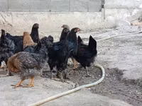 Chickens — photo 3