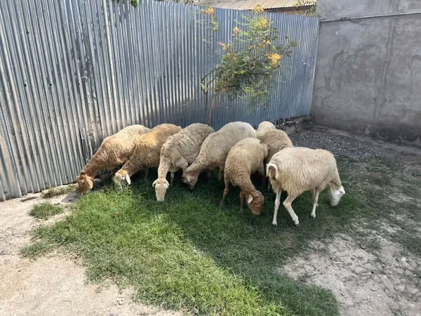 Sheep (batch, sex not specified), Sheep — Azerbaijan