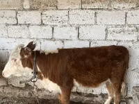 گاو نر, گاو سفیدسر قزاقستانی — عکس 2