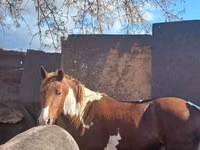 Mare, Horse breed — photo 2