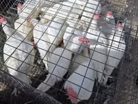 Chickens — photo 3