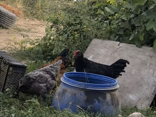 Chickens — Kyrgyzstan