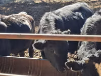 Bull, Aberdeen-Angus — photo 2
