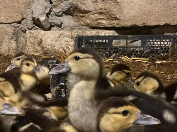 Ducks — Азербайджан