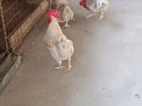 Chickens — photo 4