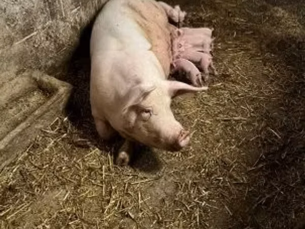Scrofa,  — Ungheria