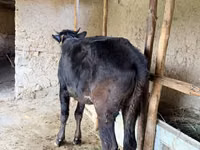 গাভী, গরু — ছবি 4