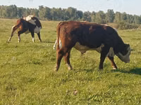 Býk, Russian Black pied cattle — foto 2