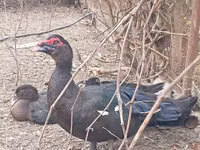 Ducks — foto 4