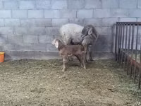 암양, Arashan sheep — 사진 6