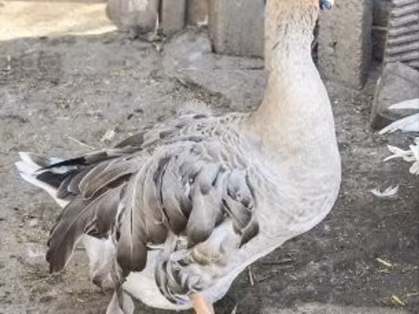 Geese