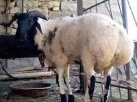 Kambing jantan, Sheep — foto 2