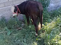گاو نر, هرفورد — عکس 4