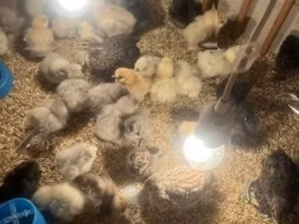Silkie