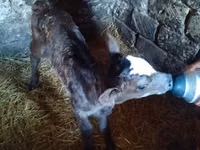 Cow, Cattle — photo 2
