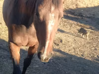 ঘোটকী, Arabian horse — ছবি 4