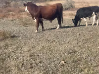 วัวตัวผู้, Simmental cattle — รูปภาพ 2