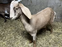 بز ماده, Kamori goats — عکس 3