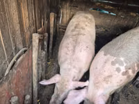 Sow, Pigs — photo 4