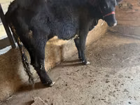 Mucca, Aberdeen Angus — foto 1