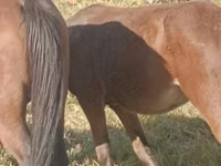 Mare, Horse breed — photo 3