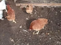 Chickens — photo 5