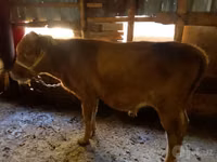 Cattle (batch, sex not specified), Cattle — photo 5
