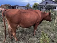 Cow, Cattle — photo 2