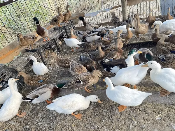 Ducks — Azerbaijan