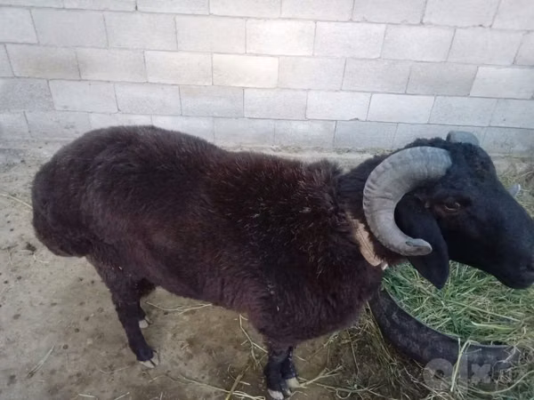 Ram, Sheep — Uzbekistan