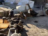 Ducks — عکس 1