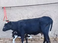 Cow, Russian Black pied cattle — photo 4