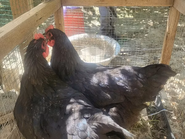 Chickens — Uzbekistan