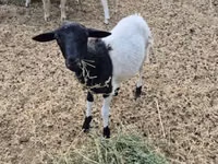Sheep, Dorper sheep — photo 3