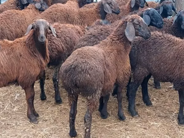 Ram, Sheep — Kazakhstan