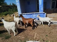 Goat, Goats — photo 3