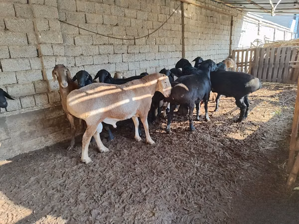 Ram, Sheep — Uzbekistan