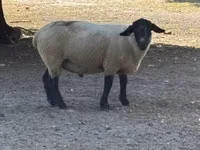 Beran, White Suffolk sheep — foto 2