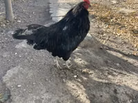 Ameraucana — foto 1
