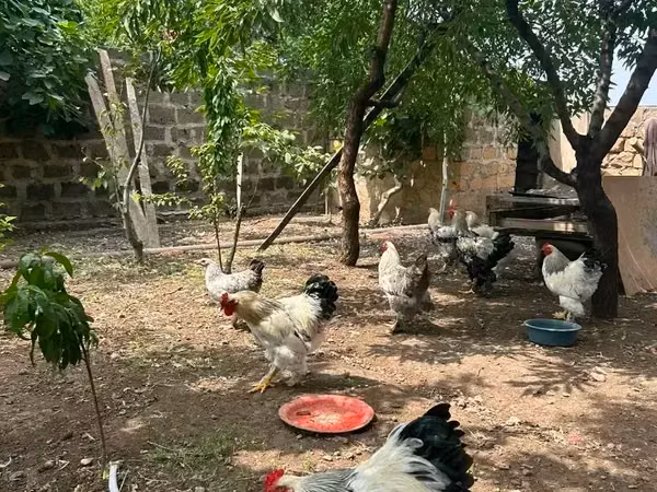 ব্রাহ্মা — আর্মেনিয়া